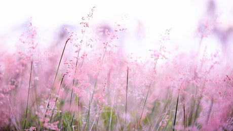 5 Great Tips for Dealing With Seasonal Allergies