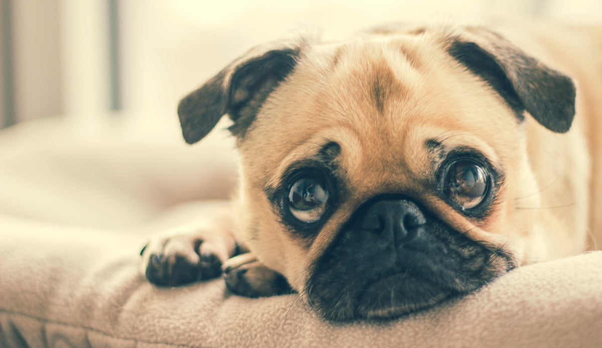 Mysterious Canine Respiratory Illness and How Homeopathy Can Help