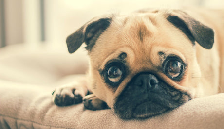 Mysterious Canine Respiratory Illness and How Homeopathy Can Help