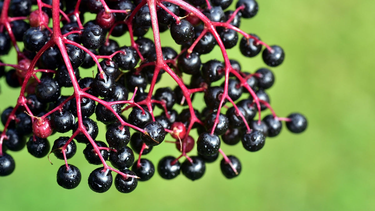 Introducing AnnaKare's Elderberry Liquid Extract