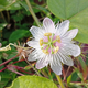 Targeted Homeopathic Blends
