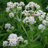 homeopathic flu medicine