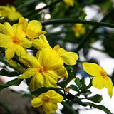 homeopathic flu prevention