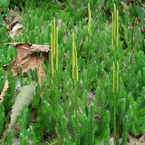 Lyc Cla - HOM 214 - HomeopathyStore.com