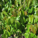 Rhu Tox - HOM 281 - HomeopathyStore.com