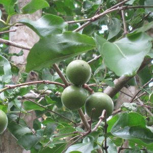 Materia Medica